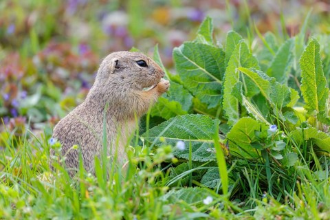 An adult ground squirrel (Spermophilus citellus) eats leaves and flowers on a cloudy day in a green