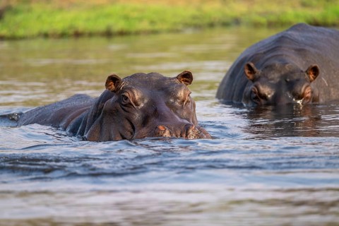 Hippopotamus (Hippopatamus amphibius) in the water, Chobe River, Ihaha, Chobe National Park,