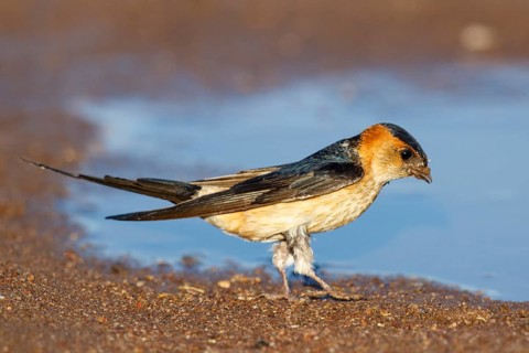 Red-rumped Swallow (Cecropis daurica) looking for nesting material, Lesvos, Greece