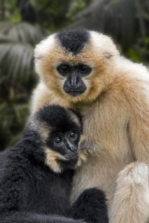 Yellow-cheeked gibbon (Nomascus gabriellae), golden-cheeked crested gibbon female suckling young,