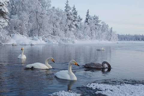 Whooper Swan (Cygnus cygnus) group, Finland