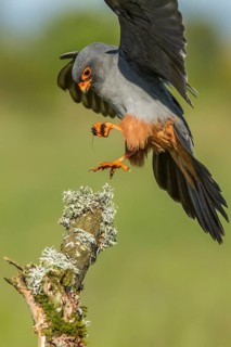 Red-Footed Falcon (Falco vespertinus), adult male landing on a branch, Galicia, Spain