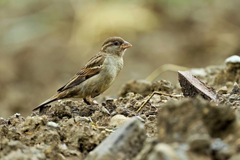 House sparrow (Passer domesticus), female standing on a field, Canton Aargau, Switzerland