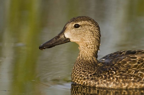 Blue-winged Teal (Spatula discors) female, Florida, USA