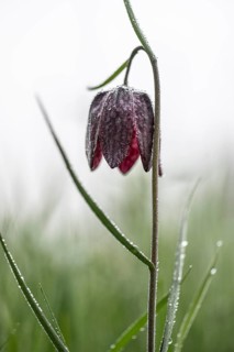 Snake's Head Fritillary (Fritillaria meleagris), Lower Saxony, Germany