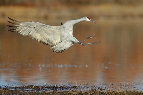 Sandhill Crane (Antigone canadensis) flying, New Mexico, USA