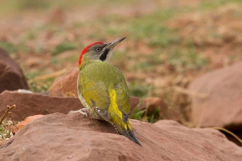 Levaillant's Woodpecker (Picus vaillantii) male, Morocco