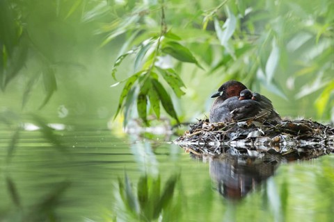 Little Grebe (Tachybaptus ruficollis) with chicks on nest, Hesse, Germany