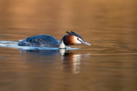 Great crested grebe (Podiceps cristatus) adult bird on a lake, England, United Kingdom