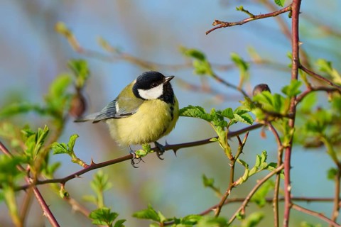 Great tit on a branch under a blue sky, surrounded by fresh leaves, Great tit (Parus major),
