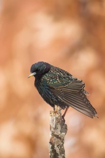 Common Starling (Sturnus vulgaris), Bavaria, Germany