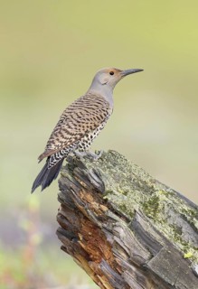Northern Flicker (Colaptes auratus) female perched on a tree stump, British Columbia, Canada