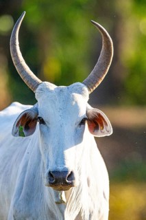 Nelore Cattle Pantanal Brazil
