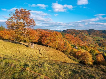 Typical Black Forest landscape with old solitary beech trees in a meadow in autumn under blue sky
