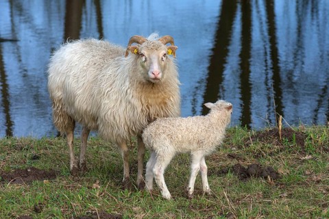 Sheep (Ovis gmelini aries), horned moorland cuckoo with its lamb at the water, Othenstorf,