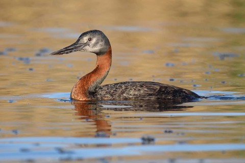 Great Grebe (Podiceps major), Santiago Metropolitan, Chile