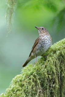 Swainson's Thrush (Catharus ustulatus) perched on a branch in Victoria, BC, Canada
