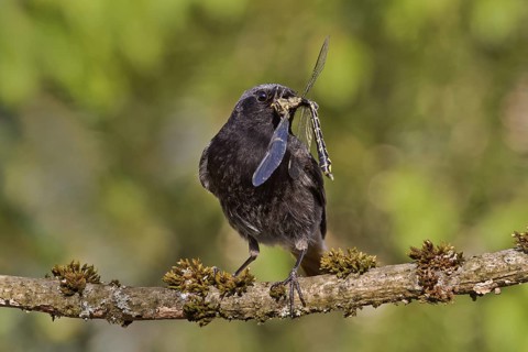 Black Redstart (Phoenicurus ochruros) male with dragonfly prey in beak to feed chicks, Bavaria,