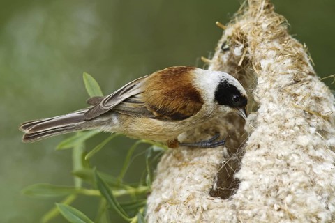 Eurasian Penduline Tit (Remiz pendulinus) male, Castile, Spain