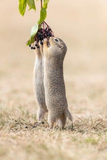 Two European ground squirrel (Spermophilus citellus) or European souslik standing erected in dry