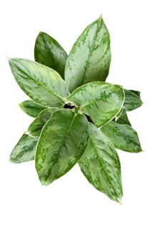 Top view of exotic 'Aglaonema Royal Diamond' houseplant with silver pattern on leaves on white