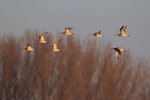 Eurasian Curlew (Numenius arquata) flock flying, Netherlands