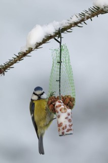 Eurasian Blue Tit (Cyanistes caeruleus), Mecklenburg-Western Pomerania, Germany