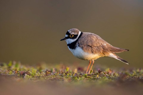 Little Ringed Plover (Charadrius dubius), North Rhine-Westphalia, Germany