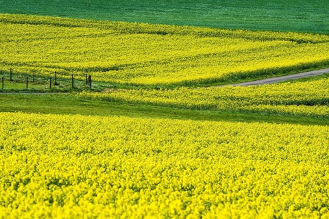 Landscape with rapeseed fields near Gewissenruh, Wesertal, Weserbergland, Hesse, Germany
