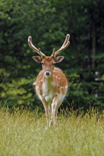 Fallow deer (Dama dama), Haltern, North Rhine-Westphalia, Germany, Captive