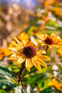 Yellow flowers in full bloom on a sunny day in the garden, Nagold, Black Forest, Germany