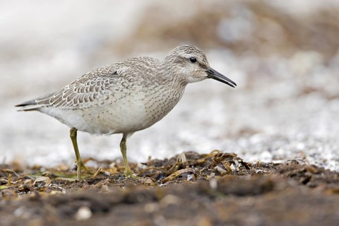 Red Knot (Calidris canutus), Mecklenburg-Western Pomerania, Germany