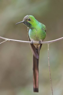 Red-tailed Comet (Sappho sparganura) perched on a branch in Bolivia, South America