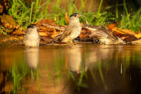 Two Blackcaps (Sylvia atricapilla), identified by their distinctive grey plumage and black cap on