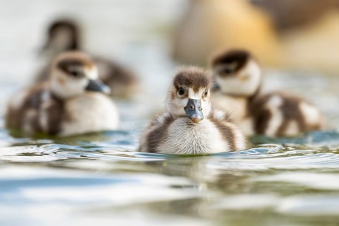 Egyptian goose (Alopochen aegyptiaca) chicks swimming on a lake, Bavaria, Germany