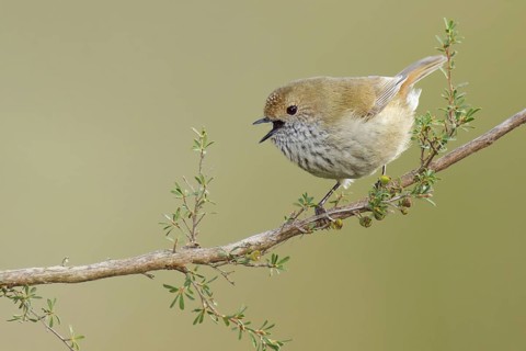 Brown Thornbill (Acanthiza pusilla) singing, Victoria, Australia