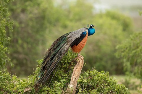 Indian Peafowl (Pavo cristatus) male perched on a tree trunk, Bundala National Park, Sri Lanka