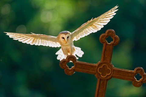 Flying barn owl (Tyto alba), Gerolstein, Rhineland-Palatinate, Germany