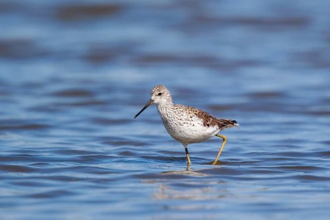 Marsh Sandpiper (Tringa stagnatilis) foraging, Lesvos, Greece