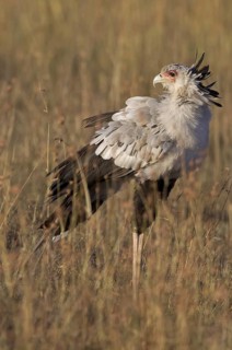 Secretarybird (Sagittarius serpentarius), Masai Mara, Kenya