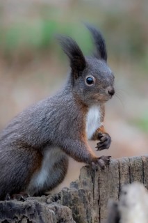 Squirrel (Sciurus vulgaris), sitting on a tree trunk, Vienna, Austria