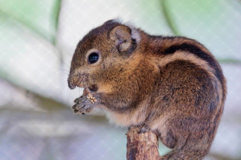 A Swinhoe´s striped squirrel (Tamiops swinhoei) sits on a branch eating something. China and