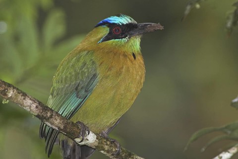 Amazonian Motmot (Momotus lessonii), Costa Rica