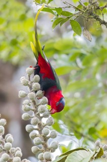 Stella's Lorikeet (Charmosyna stellae) perched on a branch in Papua New Guinea