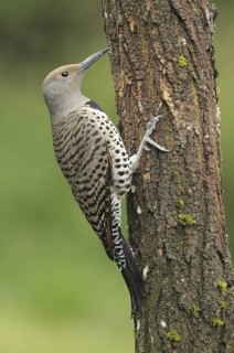 Northern Flicker (Colaptes auratus), British Columbia, Canada