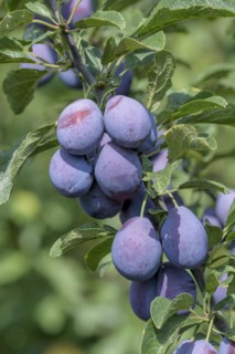 Plum (Prunus domestica 'Topper'), tree and vine nursery Schreiber KG, Poysdorf, Lower Austria,