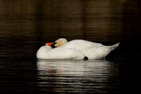 Mute swan (Cygnus olor) adult bird on a lake, Suffolk, England, United Kingdom