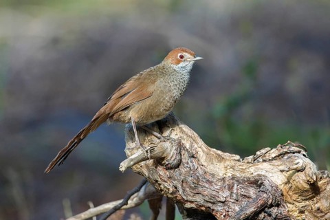 Rufous Bristlebird (Dasyornis broadbenti) perched on an old trunk, Victoria, Australia