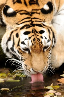 Close-up of a tiger drinking water from a pond with leaves in the background, Siberian tiger