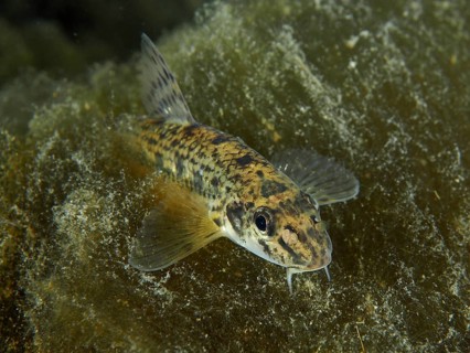 A gudgeon (Gobio gobio) swims in a natural water landscape, surrounded by algae and plants. Dive